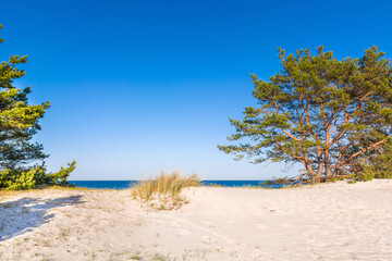 Forest beaches of the Baltic Sea, with sandy entrance, panoramic image. - 653397610