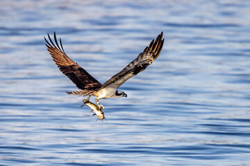An osprey grasps a fish in its talons as it glides over a lake