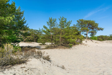 Green bright pine trees against the blue sky. Dunes and sand. Baltic coast of Poland. - 653397892
