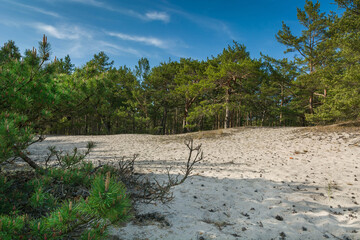 Green bright pine trees against the blue sky. Dunes and sand. Baltic coast of Poland. - 653398278