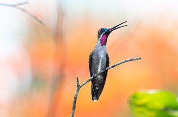 Long-billed Starthroat hummingbird, Heliomaster longirostris, chirping on a branch with a beautiful orange background