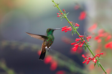 Copper-rumped hummingbird, Amazilia tobaci, in flight with brightly lit red flowers and gray background © Chelsea Sampson