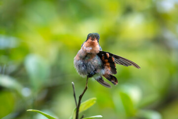 Small Tufted Coquette hummingbird, Lophornis ornatus, stretching her feathers and wings looking at camera