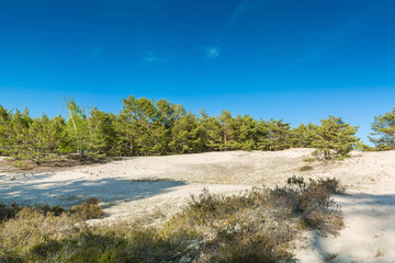 Green bright pine trees against the blue sky. Dunes and sand. Baltic coast of Poland. - 653398495