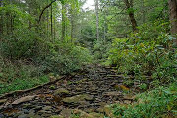 Dry creek in a forest