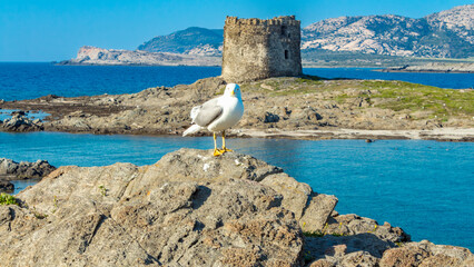 Amazing view of seagull in the Pelosa beach with the island of Asinara in the background, Stintino, Sardinia.