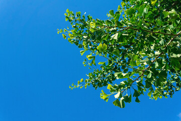 ginkgo tree branches with green leaves against the blue sky