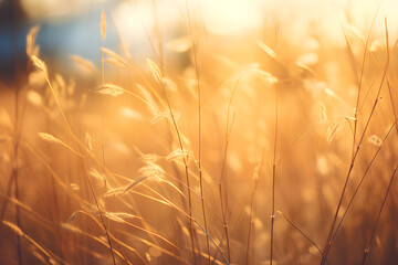 Wild grass in a forest clearing at sunset