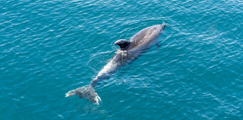 Bay of Islands, New Zealand, Dolphin