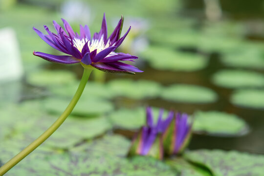 purple flower of a tropical water lily close up