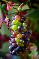 A bunch of grapes on a vine in the September sunshine © lemanieh