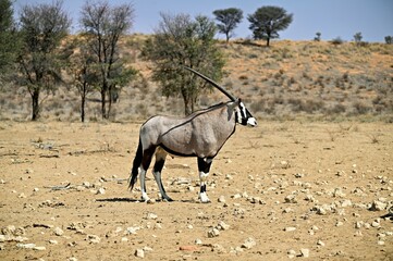 Oryx Gemsbok antelope in the wild during dry season.