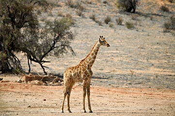 giraffe in the savannah. Nossob riverbed Kgalagadi