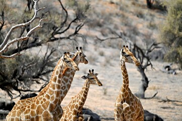 giraffe in the savannah of the Kalahari. Kgalagadi