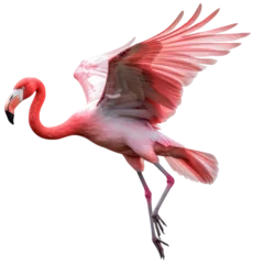 Fototapeten Flying pink flamingo bird isolated on a white background as transparent PNG © Flowal93