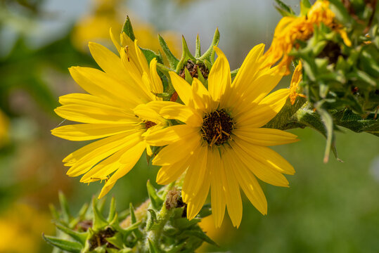 Compass Plant Flowers Growing In The Native Plant Garden In Summer In Wisconsin