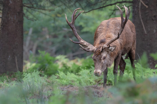 cerf