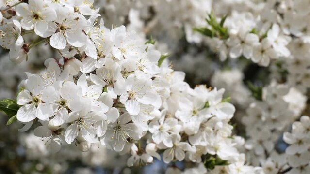 close-up of white cherry flowers in spring