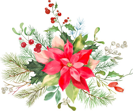Watercolor hand painted illustration. Poinsettia on an isolated white background.  Vector EPS.