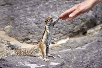 Atlashörnchen (Atlantoxerus getulus) aufrecht stehendes Weibchen berührt eine menschliche Hand -...