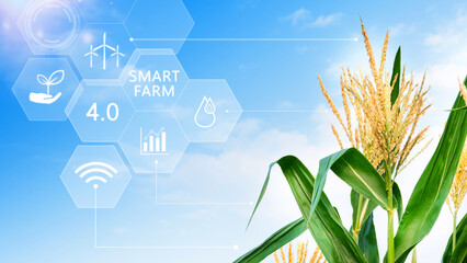 Corn field with infographics Smart farming and precision agriculture 4.0 with visual icon, digital...