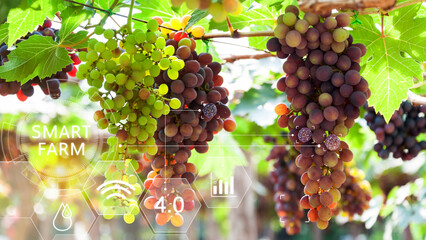 Grape fruit in greenhouse with infographics, Smart farming and precision agriculture 4.0 with...