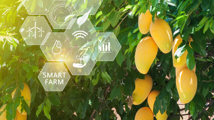 Mango tree in greenhouse with infographics, Smart farming and precision agriculture 4.0 with visual icon, digital technology agriculture and smart farming concept.