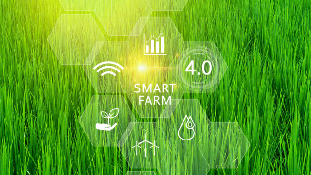 Green rice seedlings field with infographics Smart farming and precision agriculture 4.0 with visual icon, digital technology agriculture and smart farming concept.