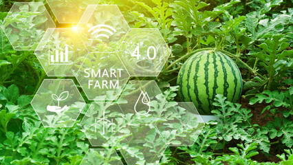Watermelon in greenhouse with infographics, Smart farming and precision agriculture 4.0 with visual...