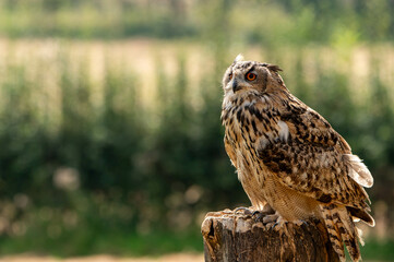 an owl sitting on a tree trunk on a sunny day