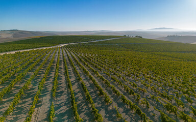 Aerial view of vineyards in the Jerez countryside