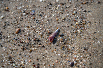 Close-up beautiful long shell with red white color lying on a beach at Invergordon, Scotland