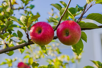 Close up view of two ripe red apples growing on apple tree on autumn day.
