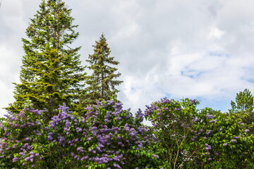 Beautiful view of lilac bushes and pine trees tops on cloudy sky background. 