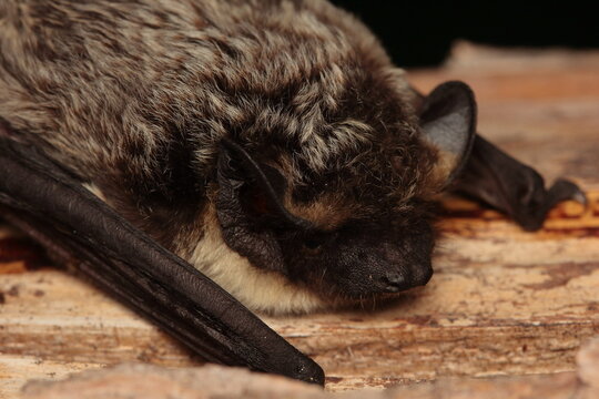 The parti-coloured bat or rearmouse (Vespertilio murinus) head detail in a natural habitat
