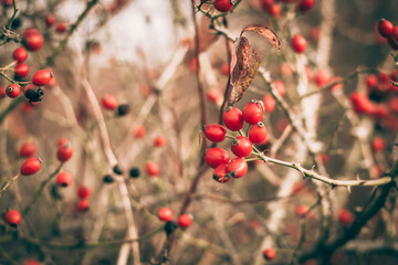 autumn in the beautiful nature, briar berry fruit