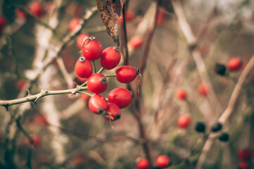 autumn in the beautiful nature, briar berry fruit