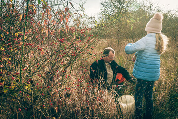 harvesting rosehip berry fruit, father and daughter - 653416260