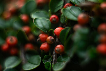 Czerwone, okrągłe owoce na zielonym krzewie. - obrazy, fototapety, plakaty