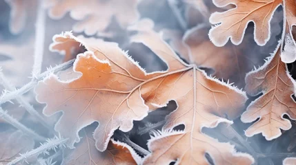 Foto op Aluminium Frozen oak leafs - abstract natural background © yasi arts