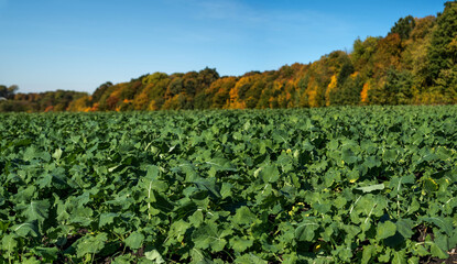Rapeseed field and autumn trees. macro of young rapeseed close-up © pavlobaliukh
