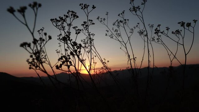 Flores no amanhecer na montanha