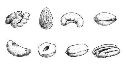 Different nuts set. Sketch style hand drawn seeds. Walnut, pistachio, cashew, almond, peanut, hazelnut, Brazil nut and pecan. Vector illustrations. Organic food.