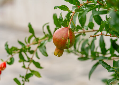 Pomegranate fruit in the tree