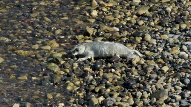 Grey seal pup Halichoerus grypus then joined by female Skomer Island, Wales, UK