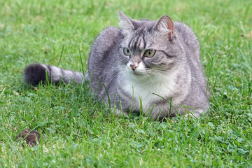 grauer Stubentiger spielt mit Maus