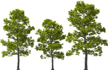 american smoketree, chittamwood, american smokewood hq arch viz cutout plant 8 - 10 meter