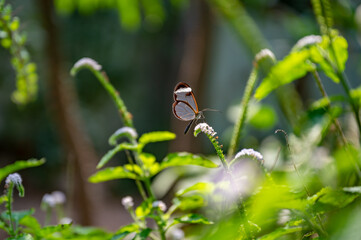 Butterfly between green exotic plants at Botanical garden in Aarhus, Denmark