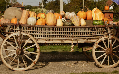 colorful and orange pumpkins for Halloween