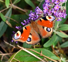 Aglais io with wide open wings.